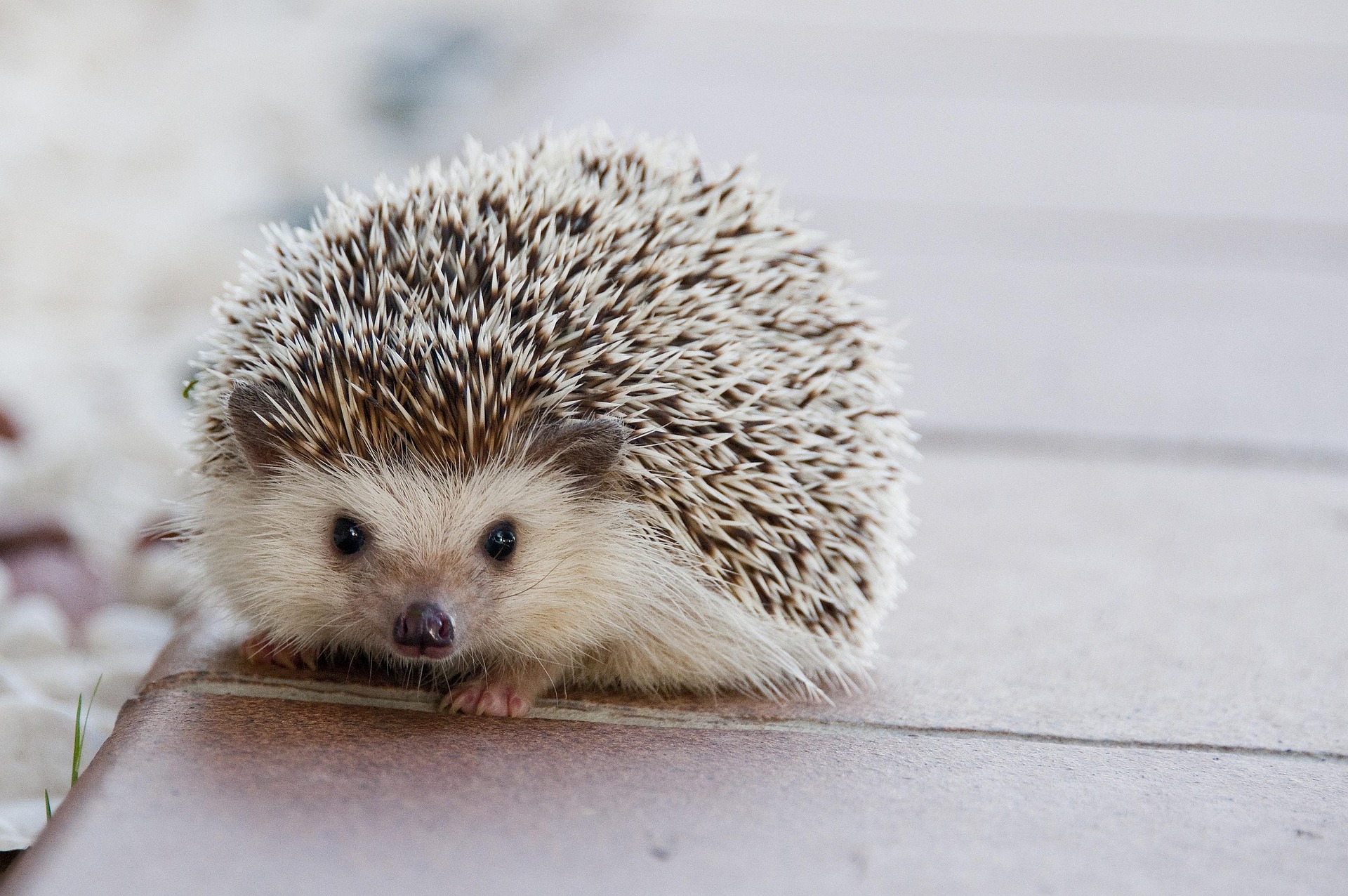 Understanding the Booming Popularity of Hedgehog Pets 