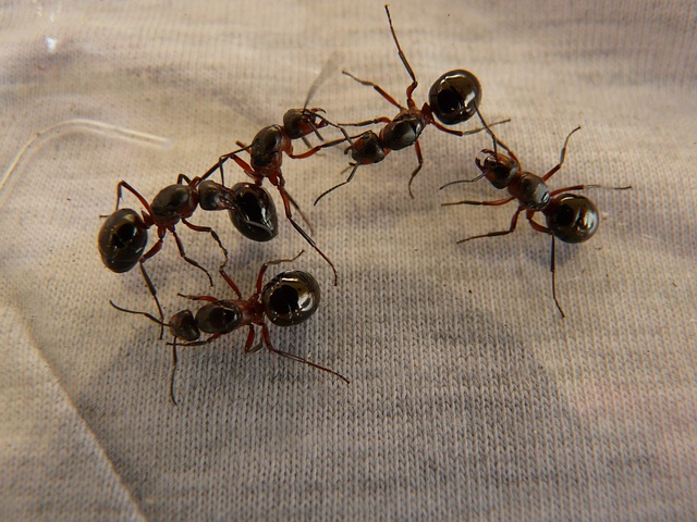 The Puzzling World of Ant Communication: A Deeper Look