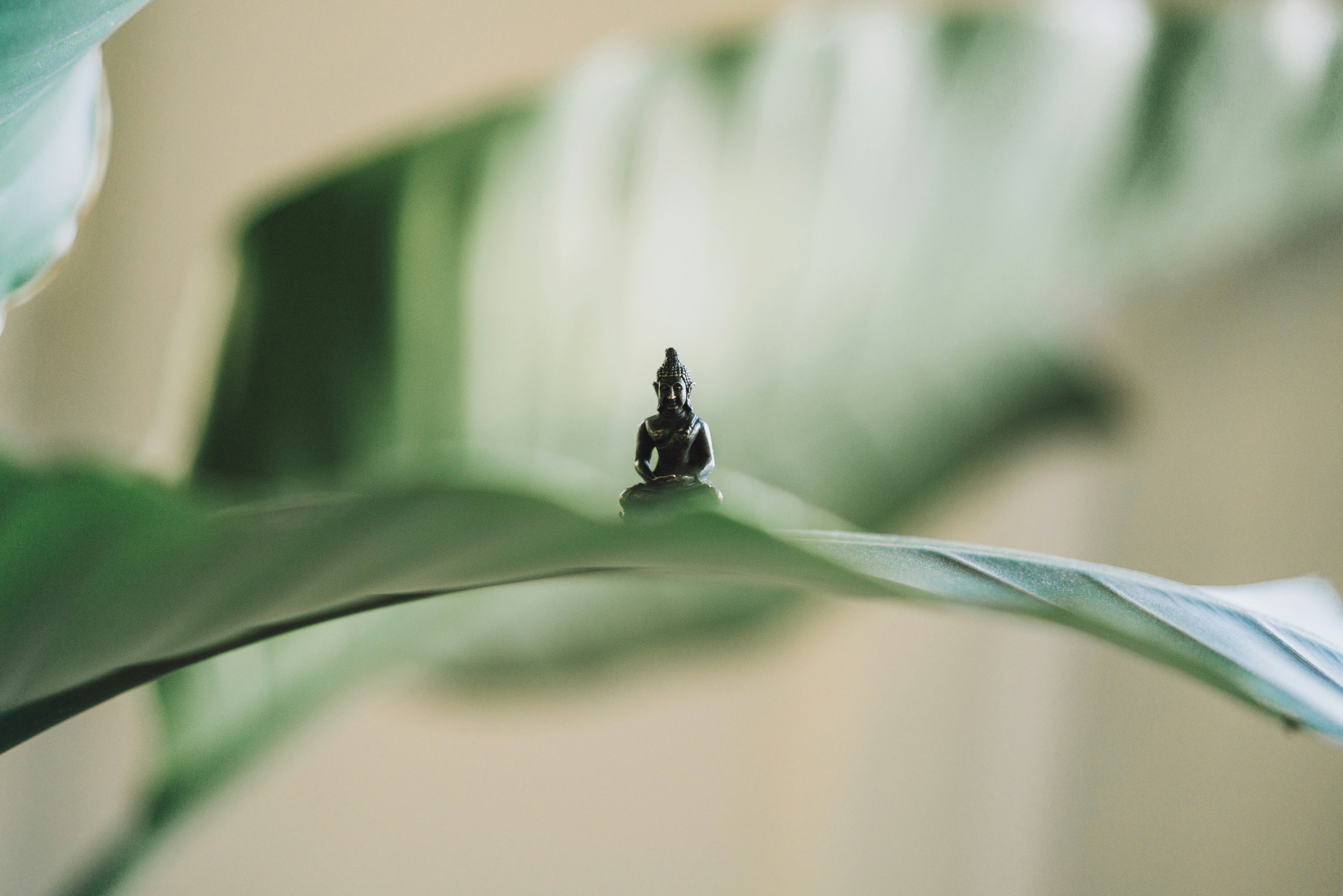 The Ancient Influence: How Japanese Zen Principles are Reframing U.S. Home and Garden Designs