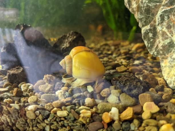 Unraveling the Mysteries of Aquatic Snail Intelligence