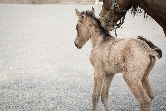 Horse Therapy: Healing Through Equine Connection