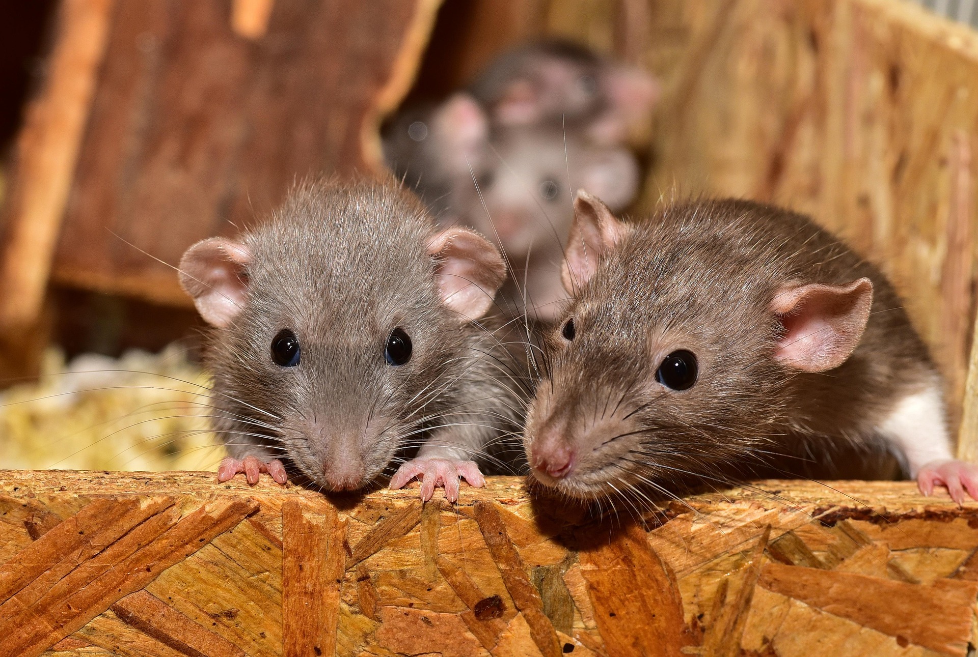 Thinking Outside the Cage: Fresh Approaches to Inside Habitat Enrichment for Pet Rats 