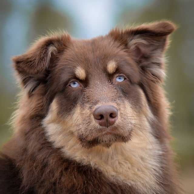Caring Tips for Huskies: Your Guide at Home