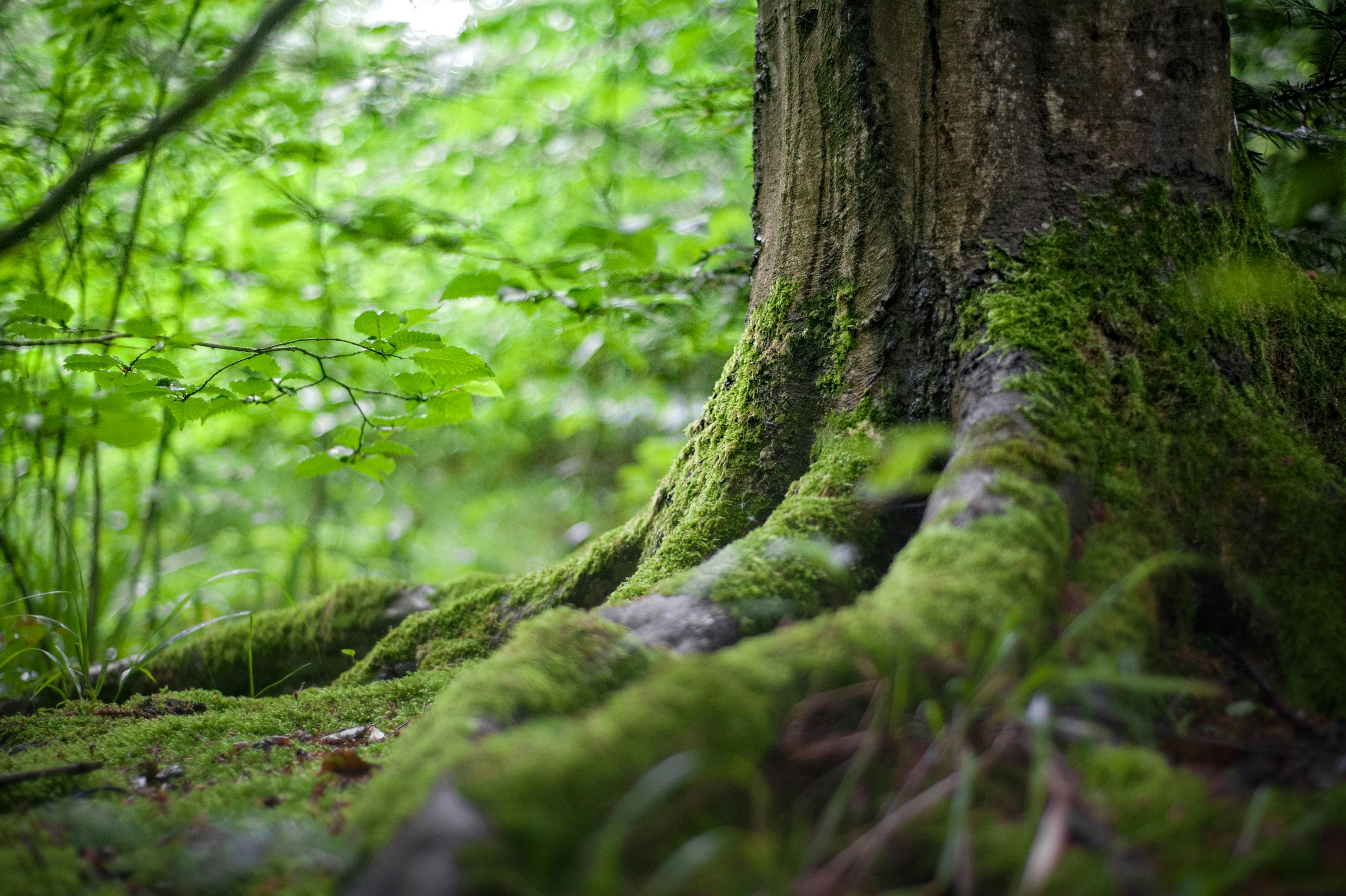 Understanding the Impact of Nature on Mental Health