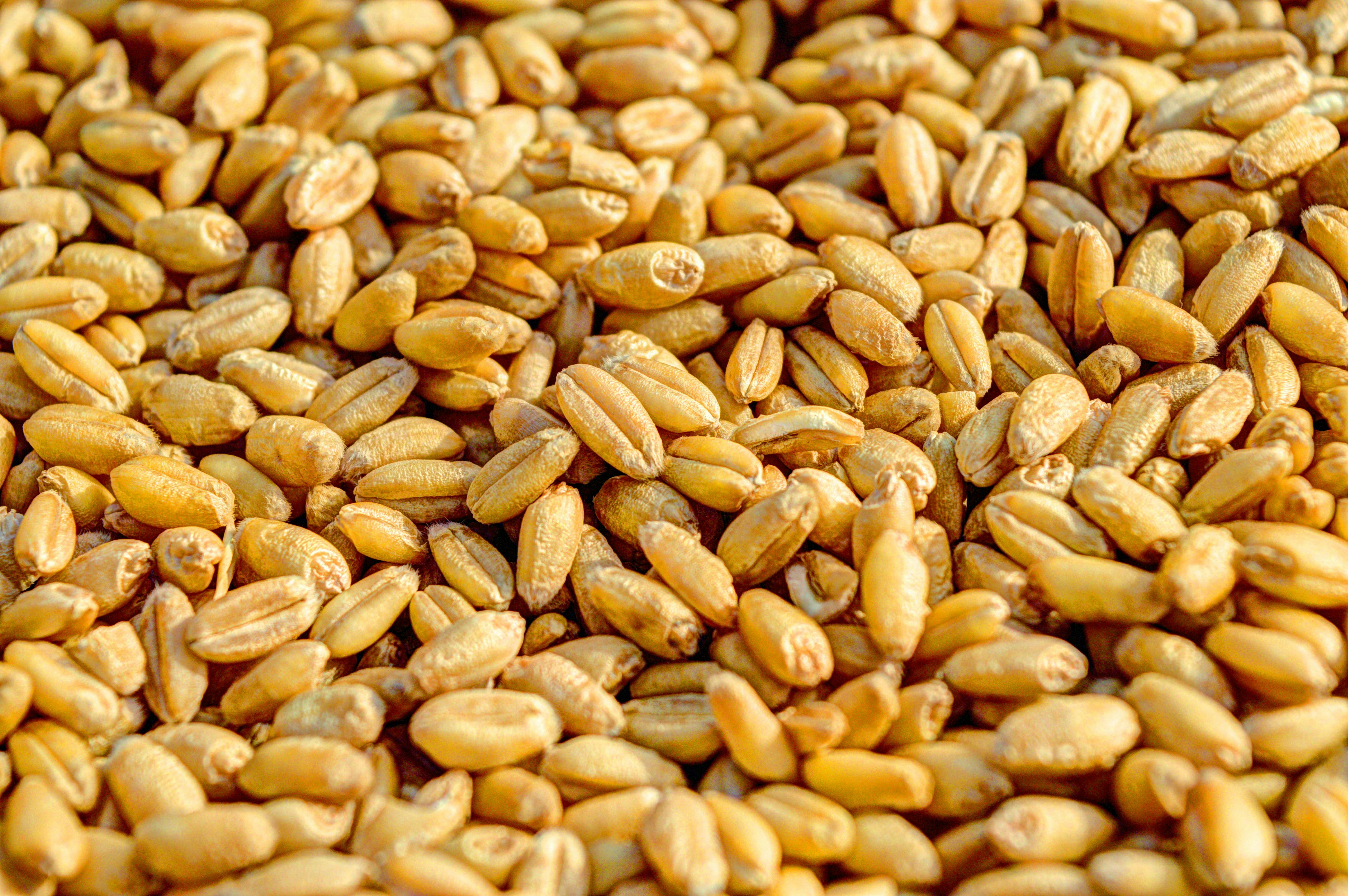 Rediscovering the Health Benefits of Ancient Grains