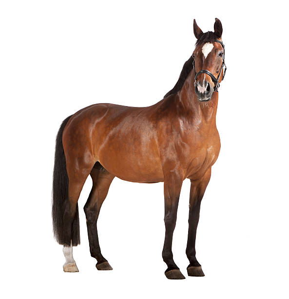 Rediscovering the Charm: Horseback Riding Vacations