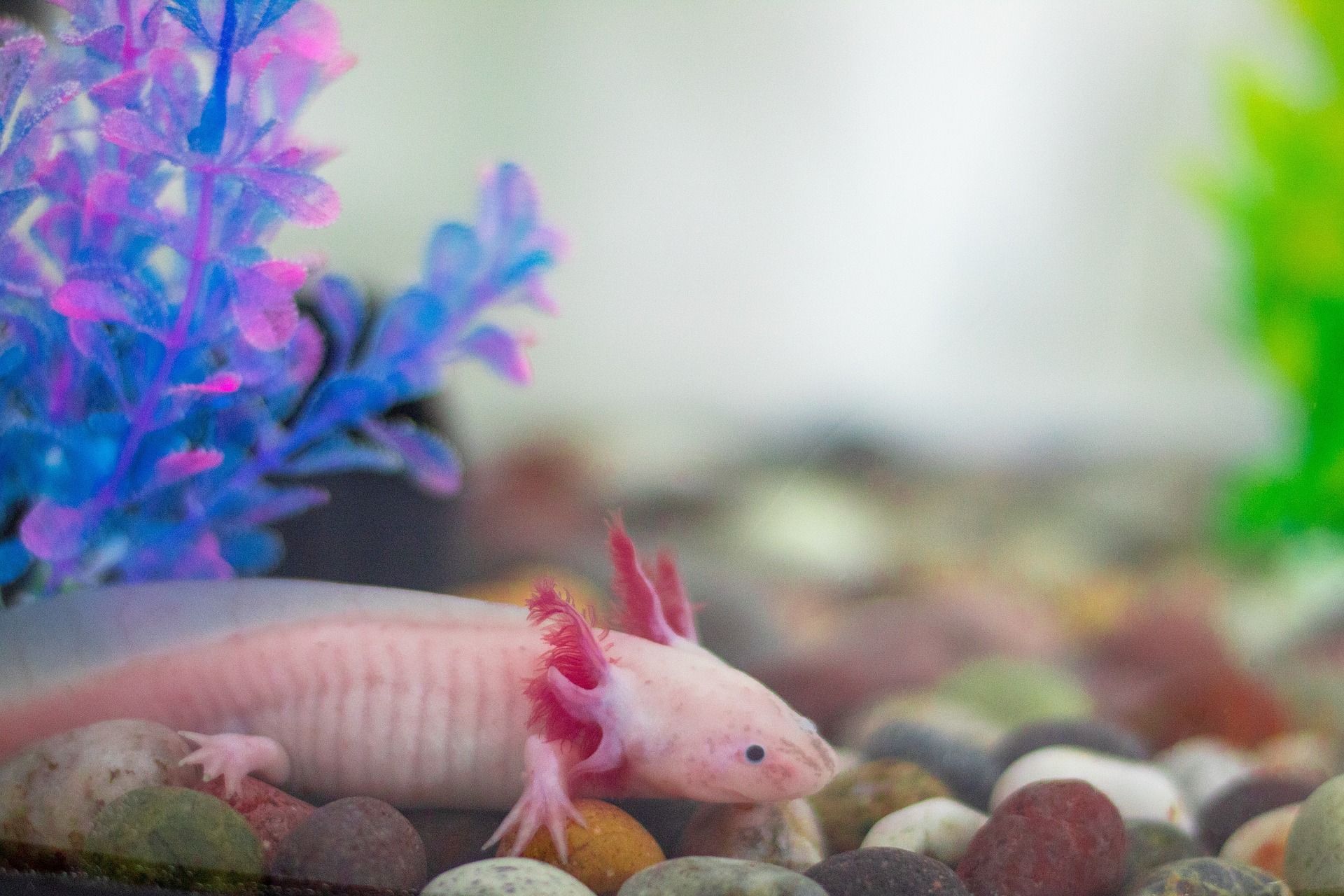 Understanding the Intriguing World of Axolotls: The Mexican Walking Fish
