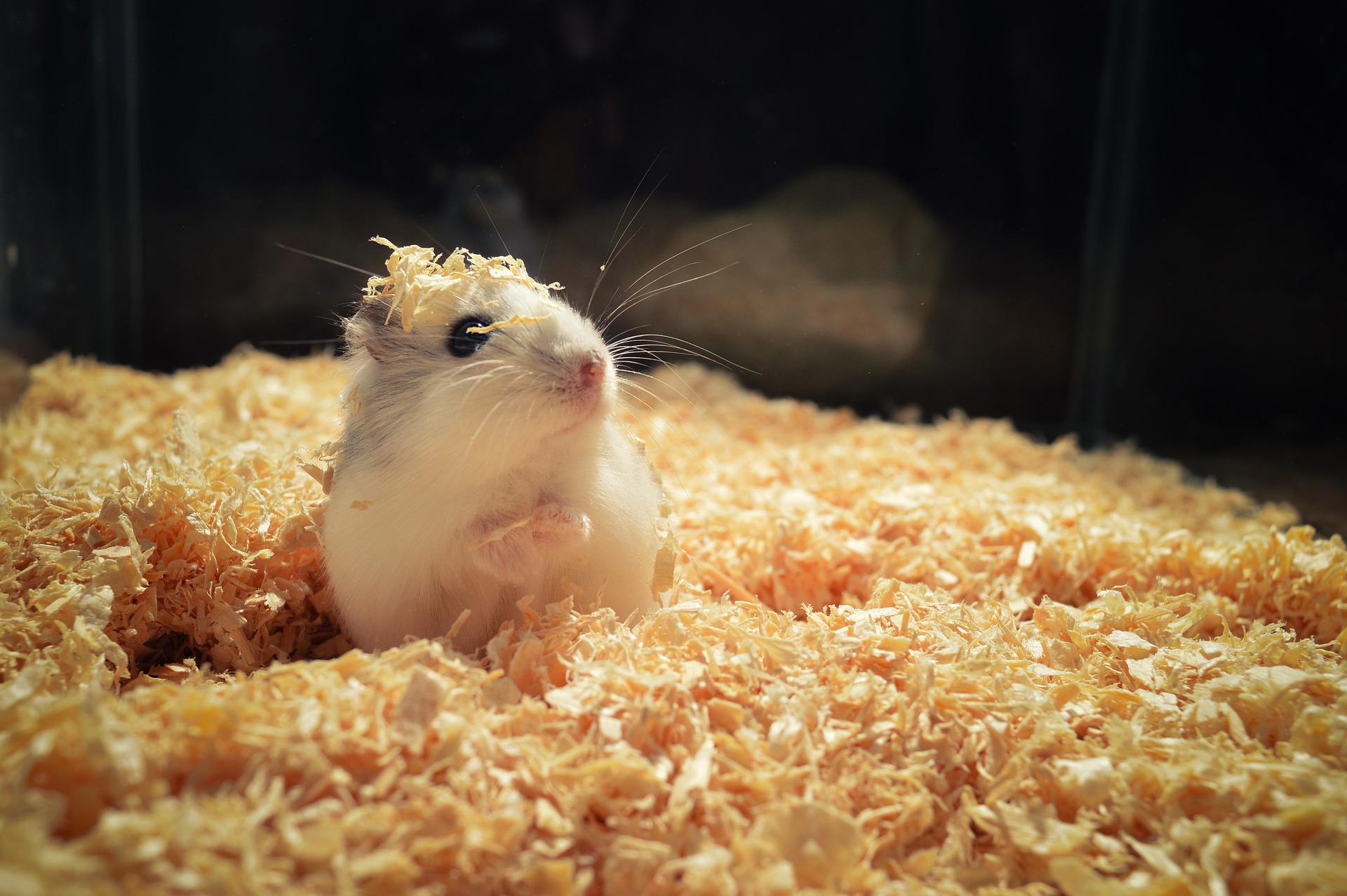 A Short History of Pet Hamsters