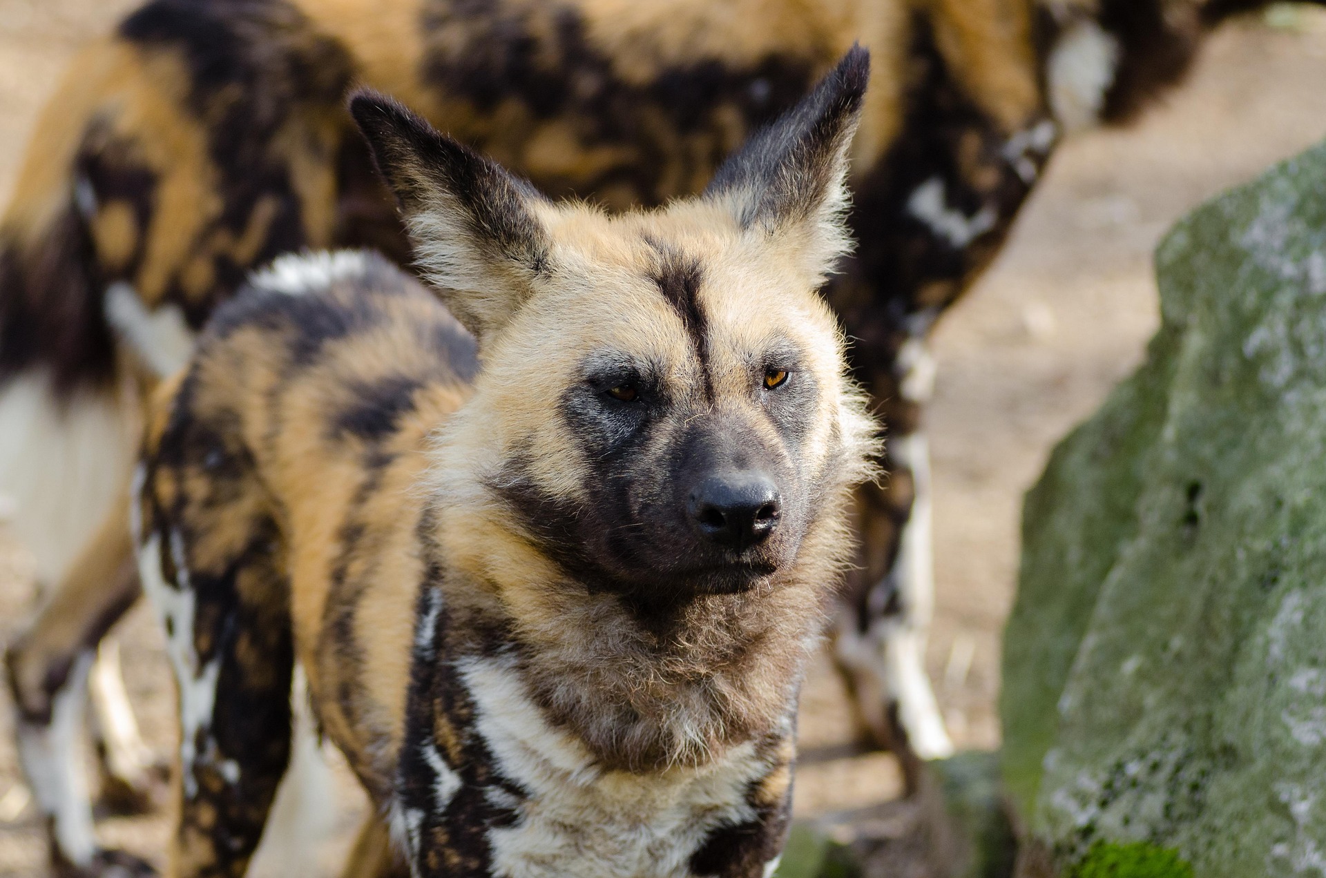 Raising Awareness: Understanding the Plight of the African Painted Dog 