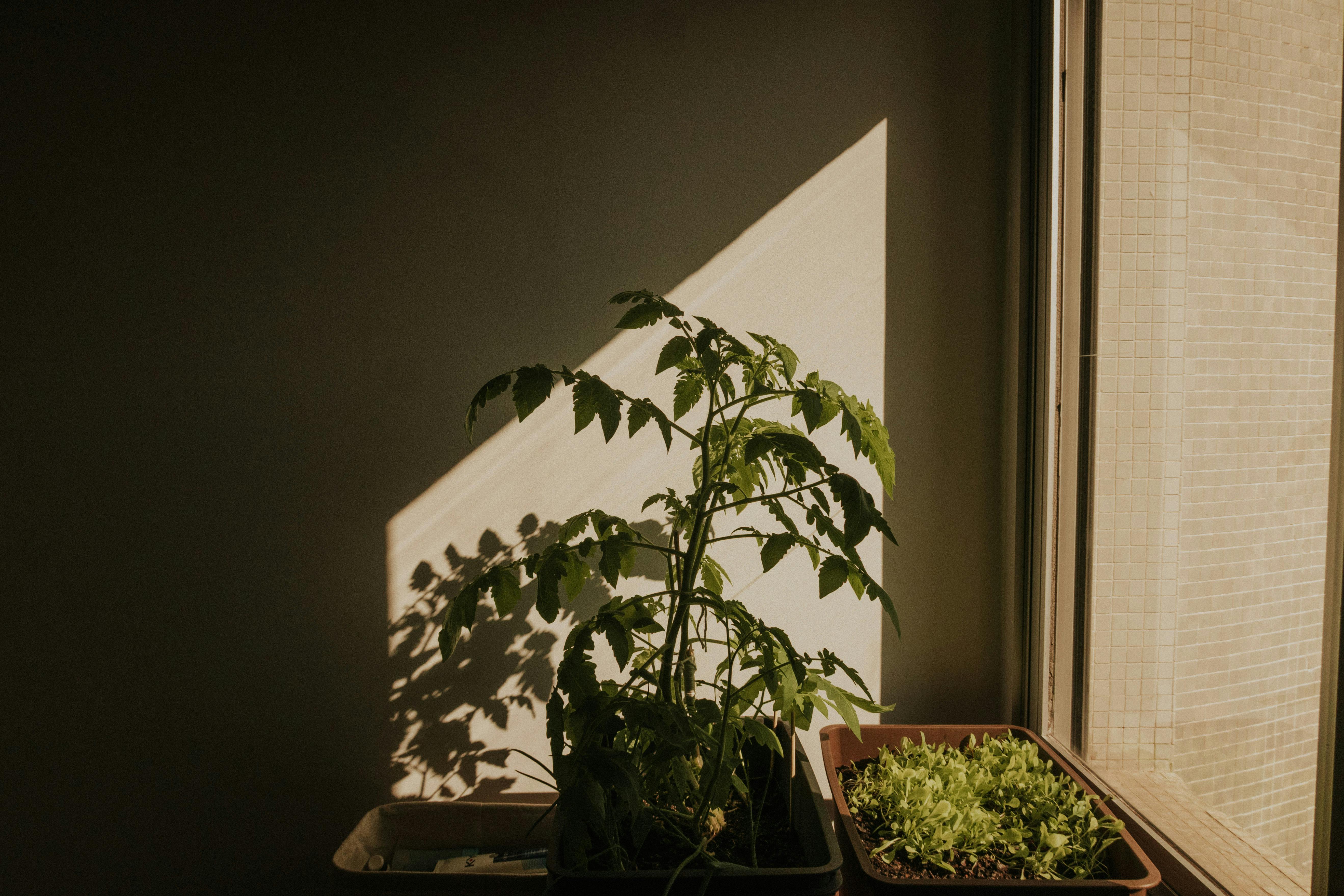 "Expanding Horizons: The Untapped Potential of Industrial Urban Farming"