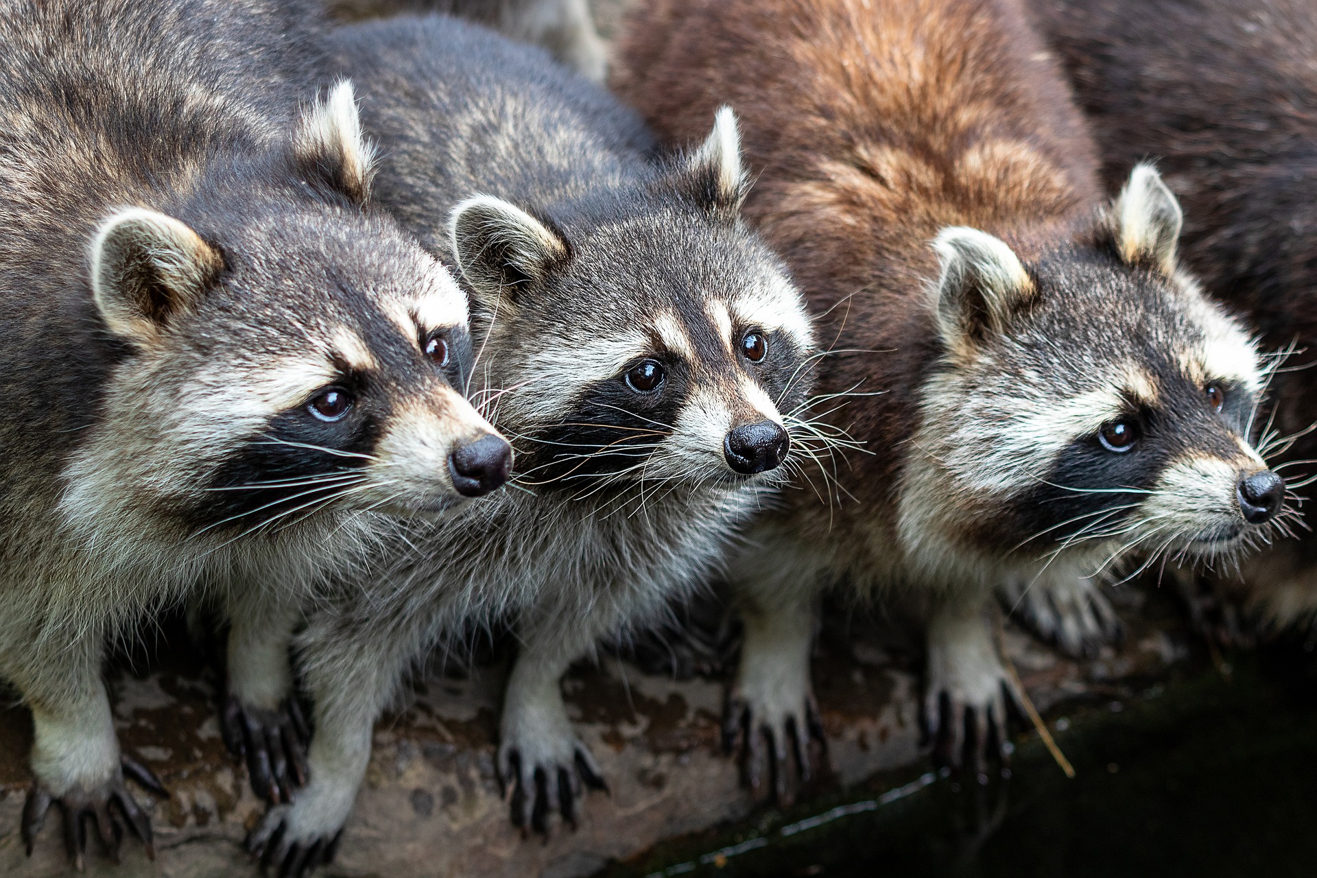 The Secret Lives of Raccoons: Urban Wildlife Success Stories