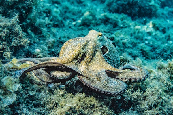 Decoding the Mysterious Lives of Octopuses: The Intelligent Invertebrates