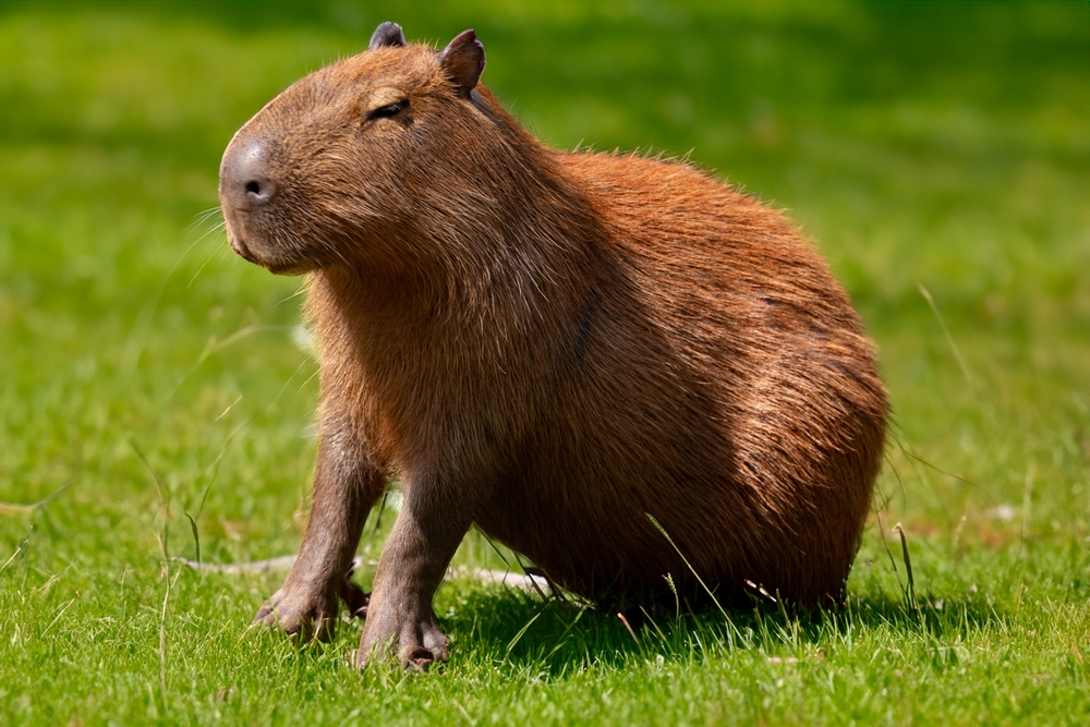 The Intriguing World of Capybaras: World's Largest Rodents as Pets