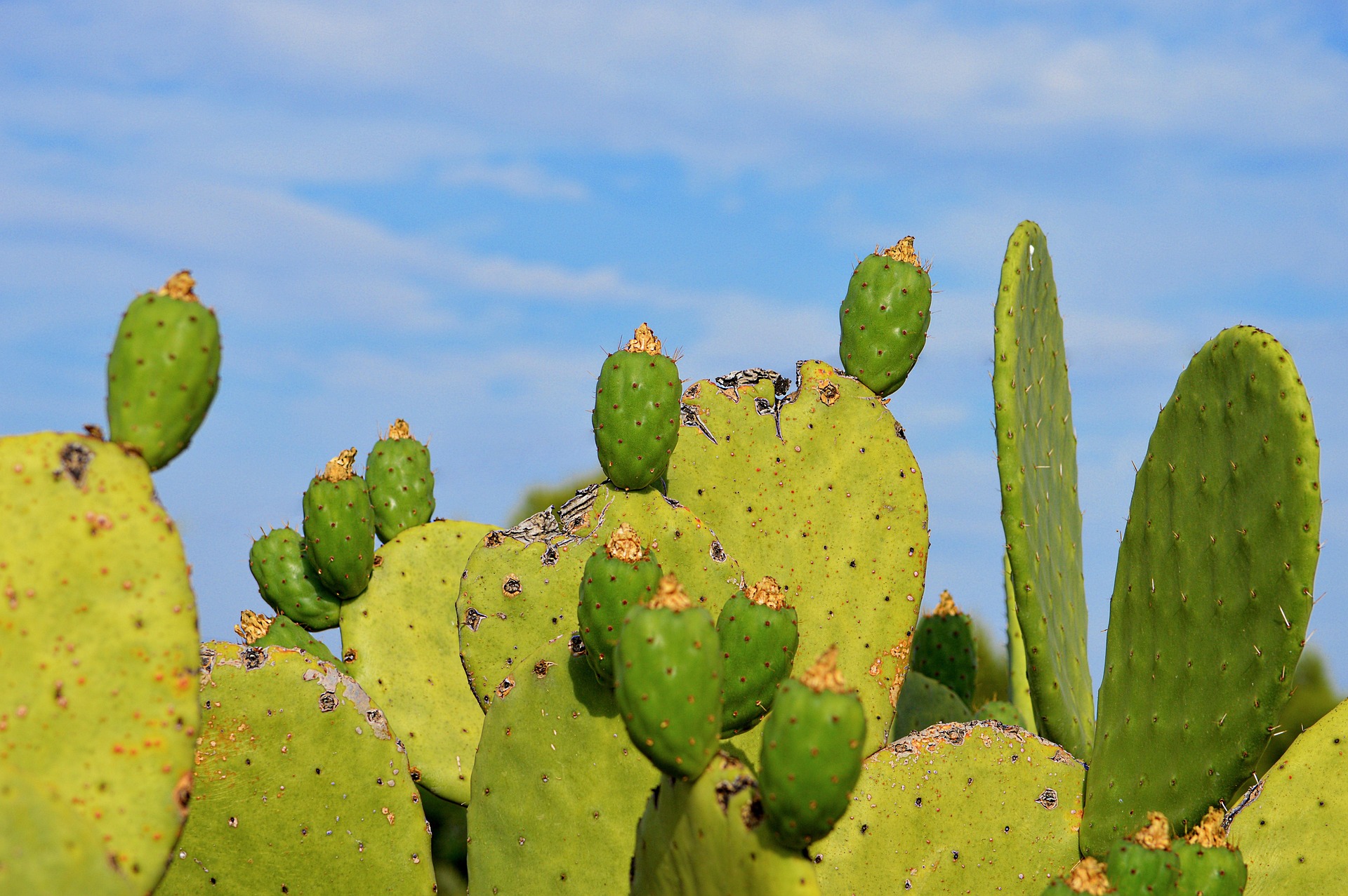 The Buzz Behind Cactus Water: The New Hydration Sensation