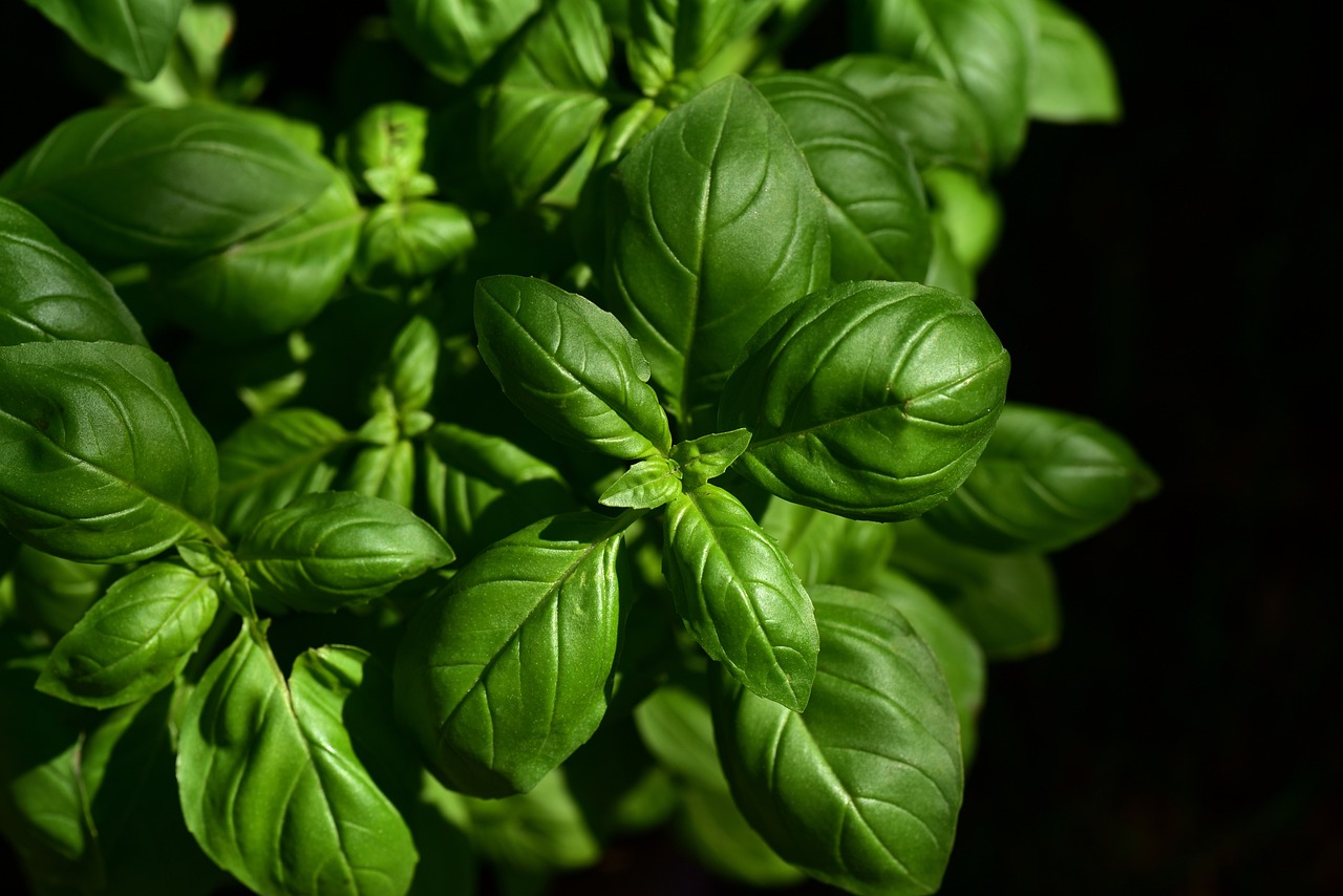Adaptogenic Herbs: Nature's Stress Busters