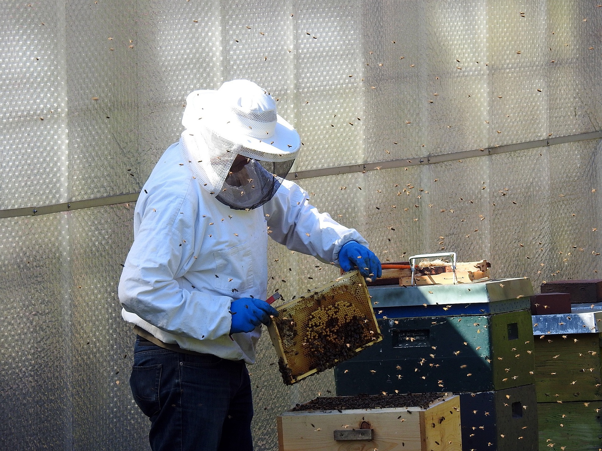 The Increasing Popularity of Urban Beekeeping