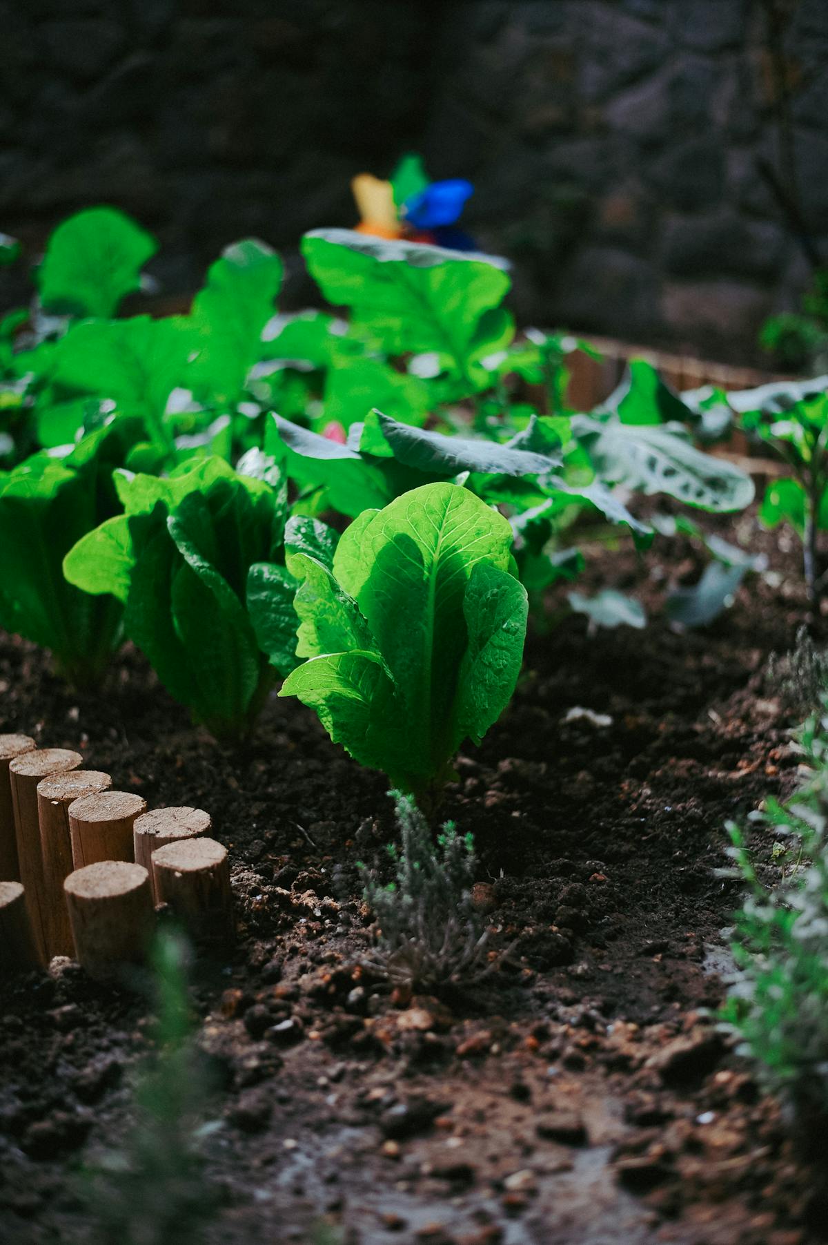Guide to Growing Peppers in the UK