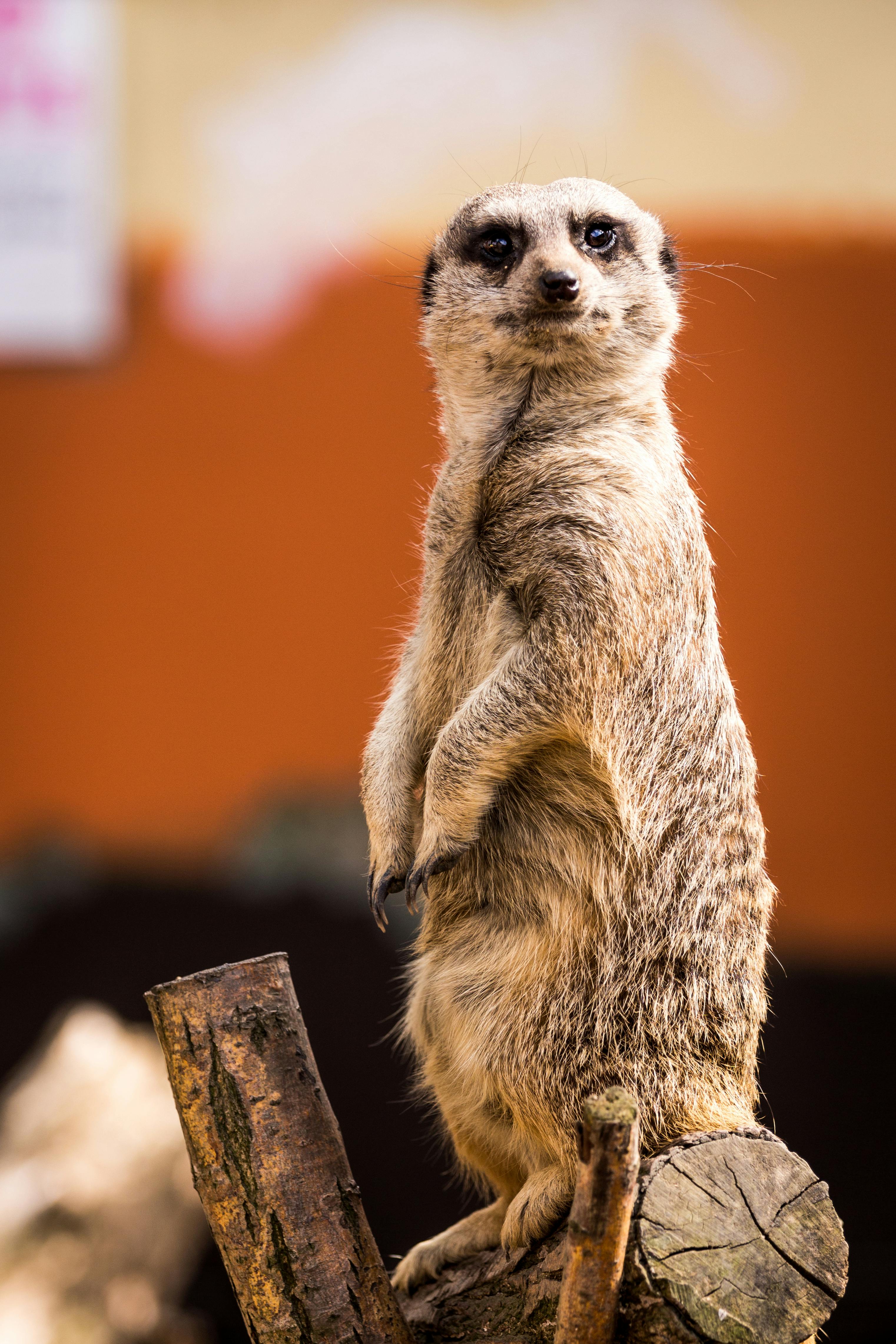 Understanding the Complex Social Structure of Meerkats