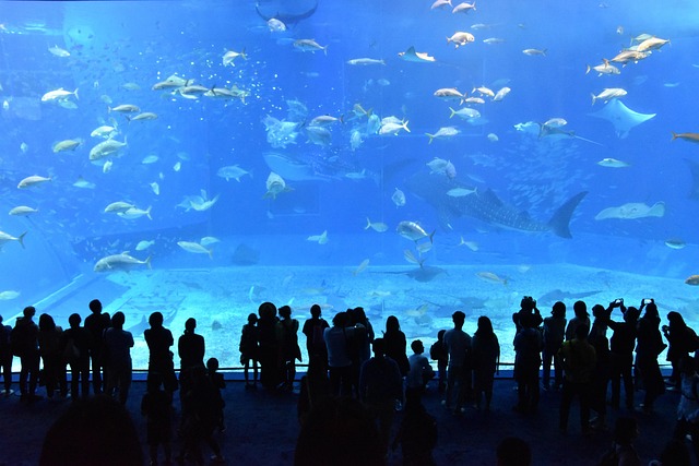 The Fascinating Journey of Aquarium Ecosystems: A Dive into Aquascaping