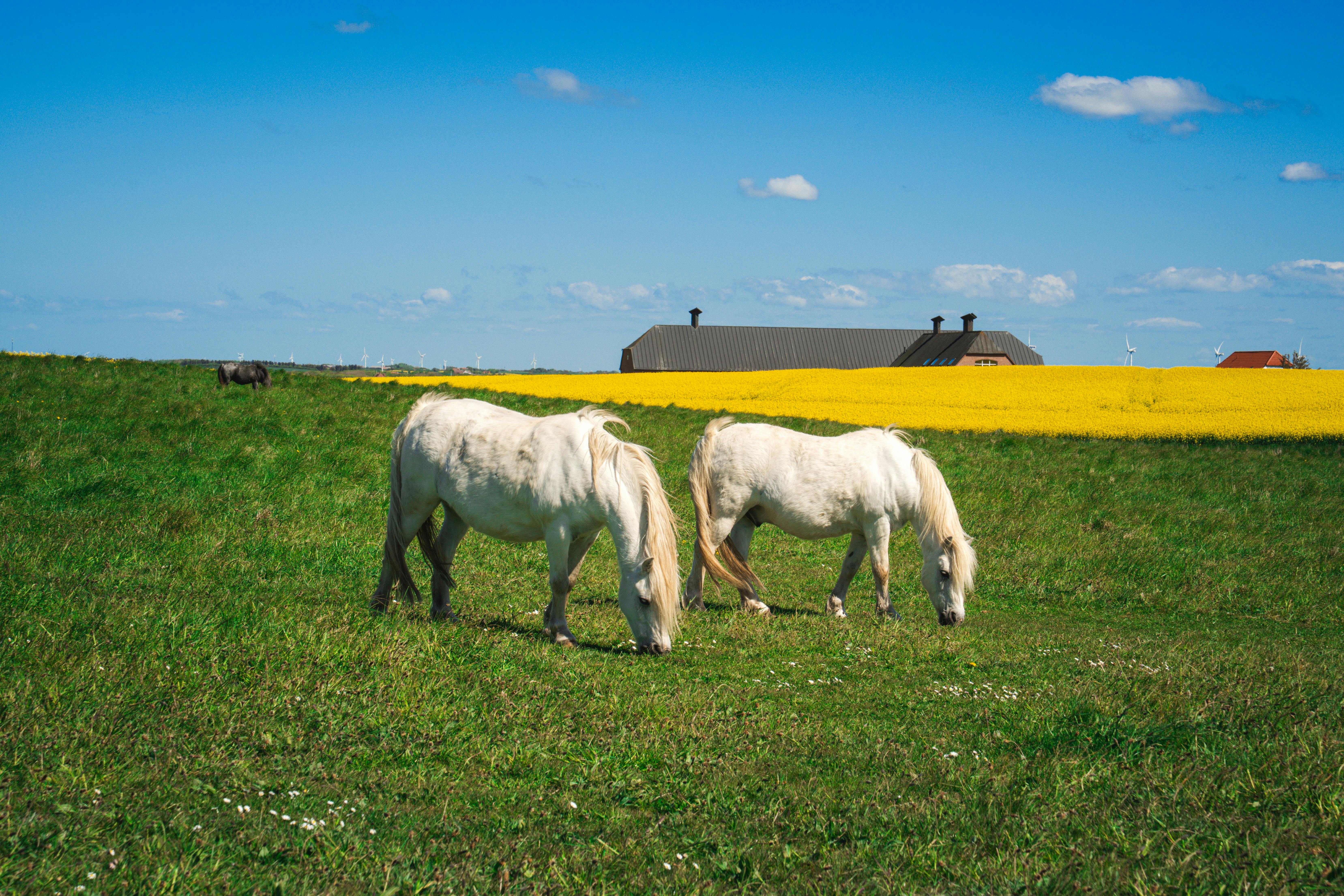 Unveiling the Charm of Agritourism: A Deep Dive into Farm-Based Travel