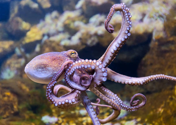Understanding the Remarkable Intelligence of Octopuses: An Underwater Odyssey