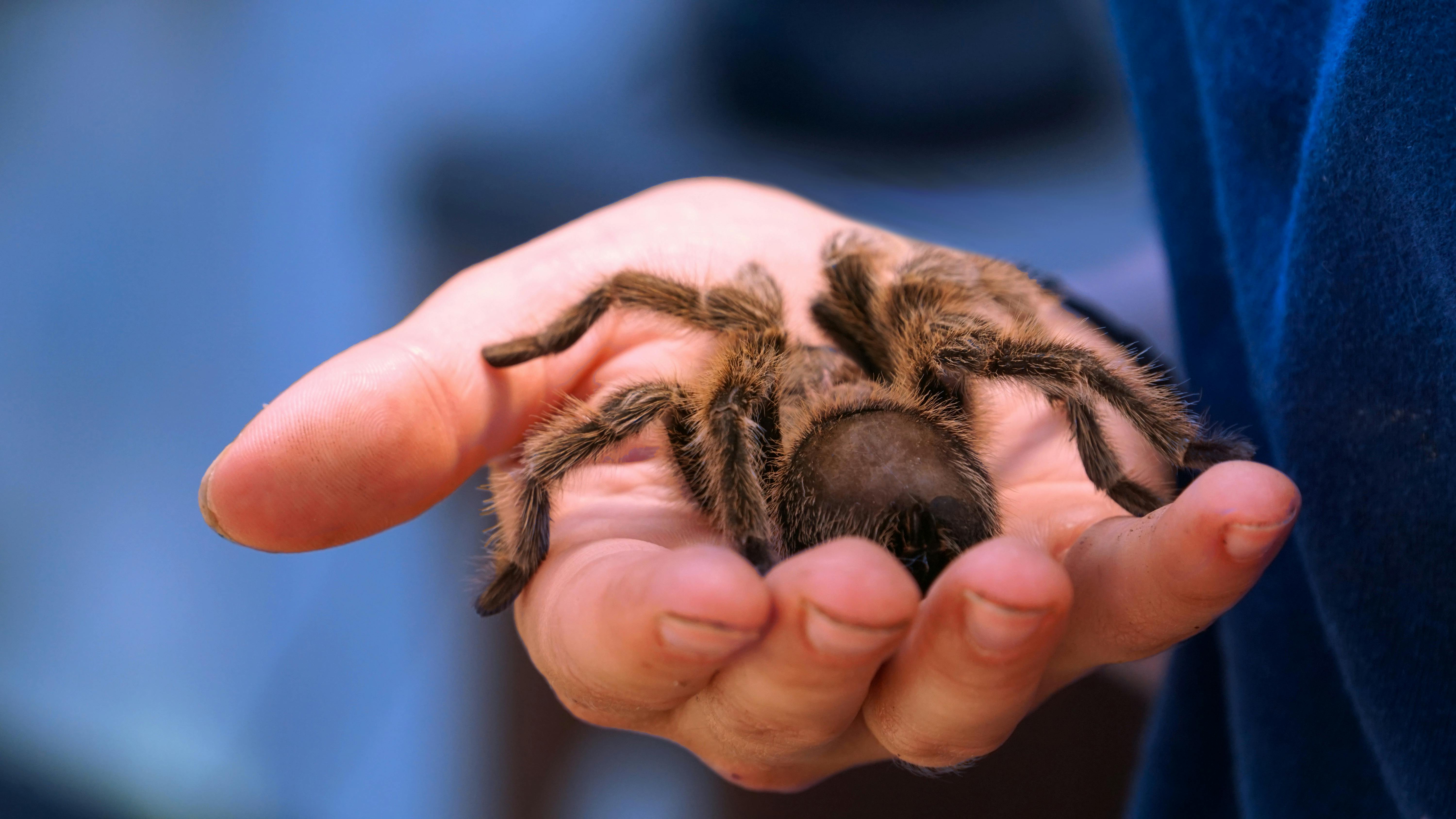 Unraveling the Intricate Web of Spider Pet Care