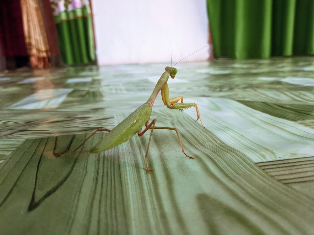 Unearthing the Secrets of the Praying Mantis: A Fascinating Glimpse into the World of Insect Predators