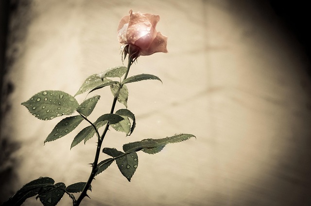 Exploring the Beauty of Blue Roses