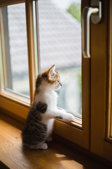 Kedi Kum Havuzlarının Yükselişi: Evcil Hayvan Bakımında Yeni Bir Trend