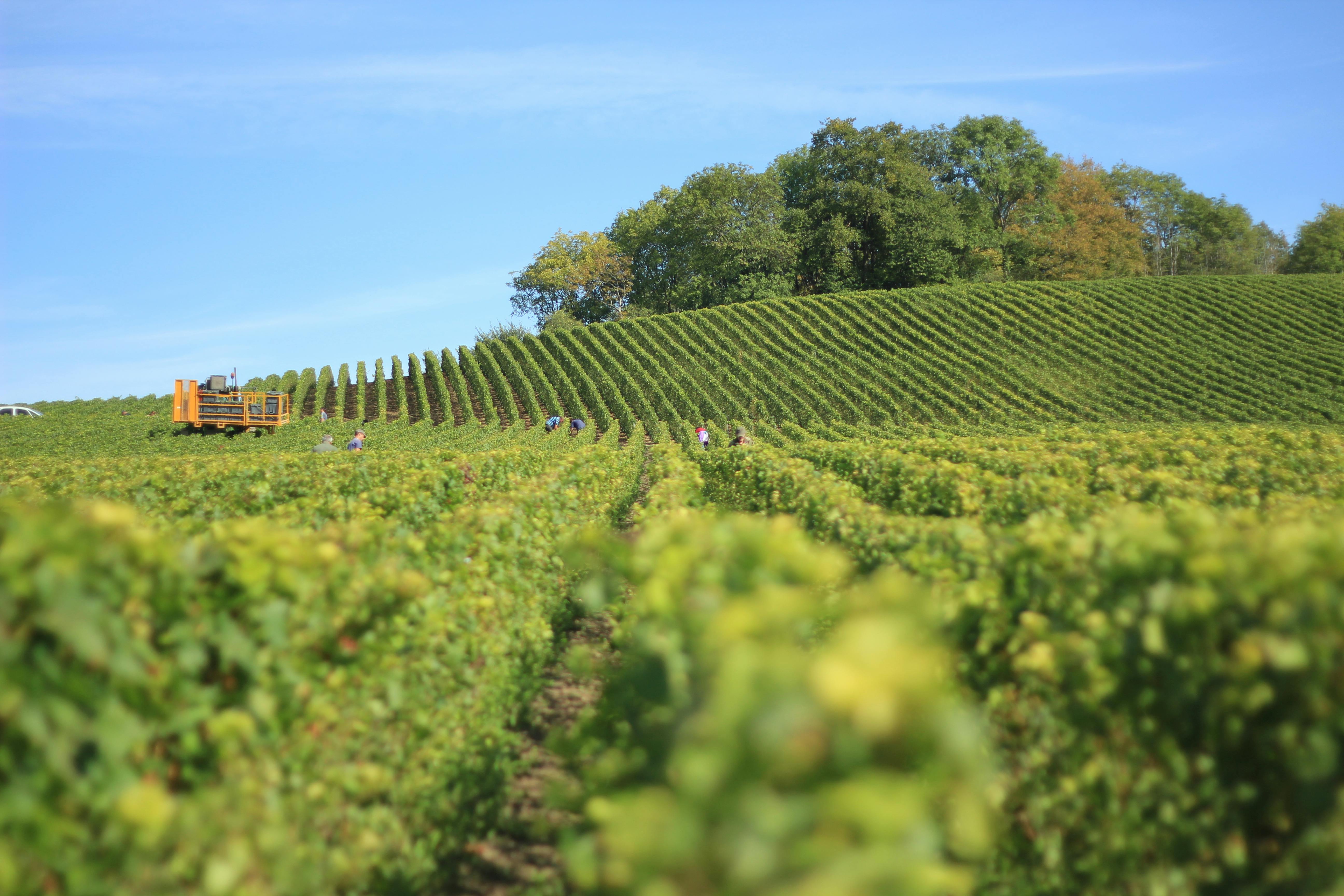 Discovering the Charm of Lesser-Known Wine Regions