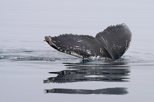 Explore initiatives for whale protection and conservation