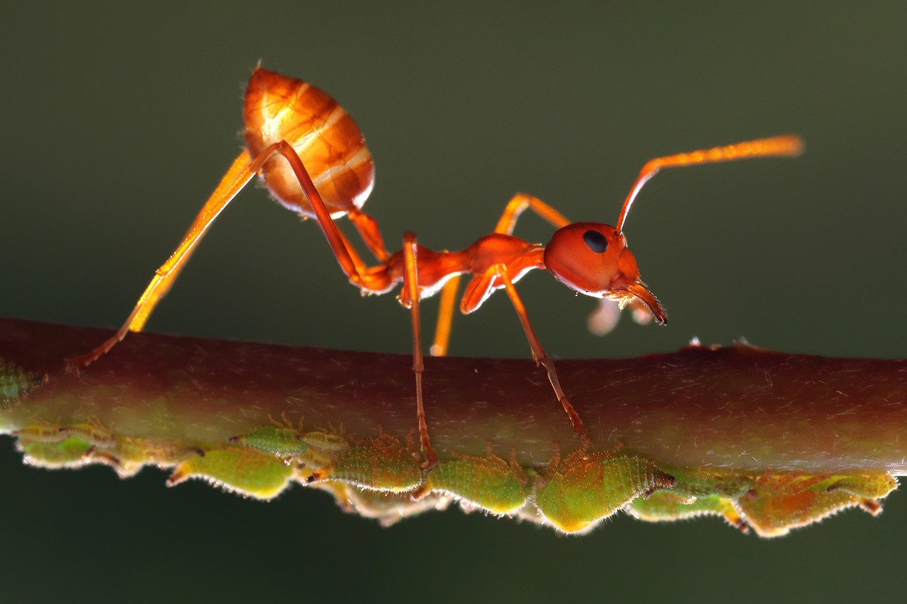 The Intricate World of Ants and Their Ecosystems