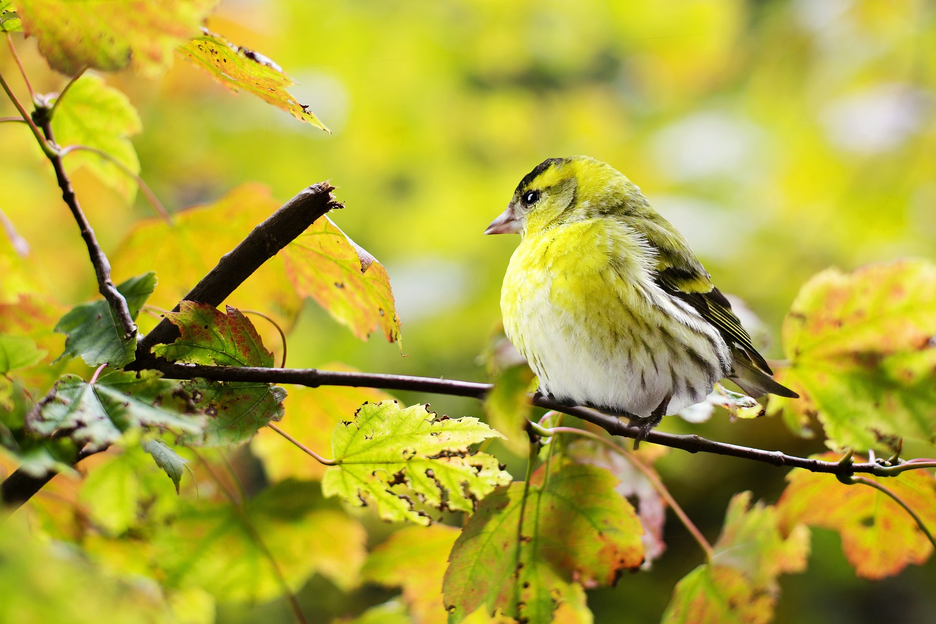 Birdsong and Well-being: The Therapeutic Effects of Avian Acoustics on Humans