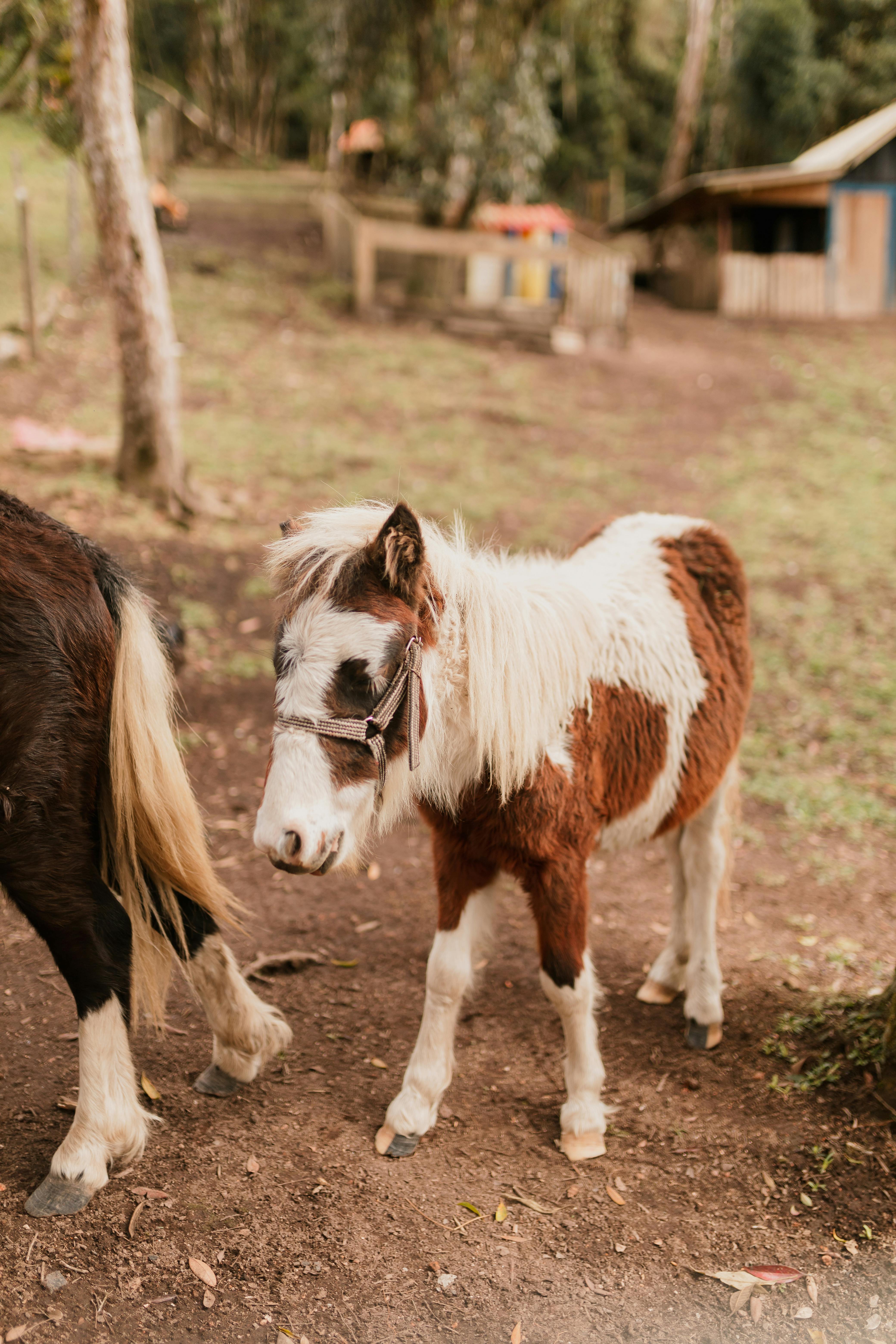 Explore Horseback Holidays at Rocking Horse Farm