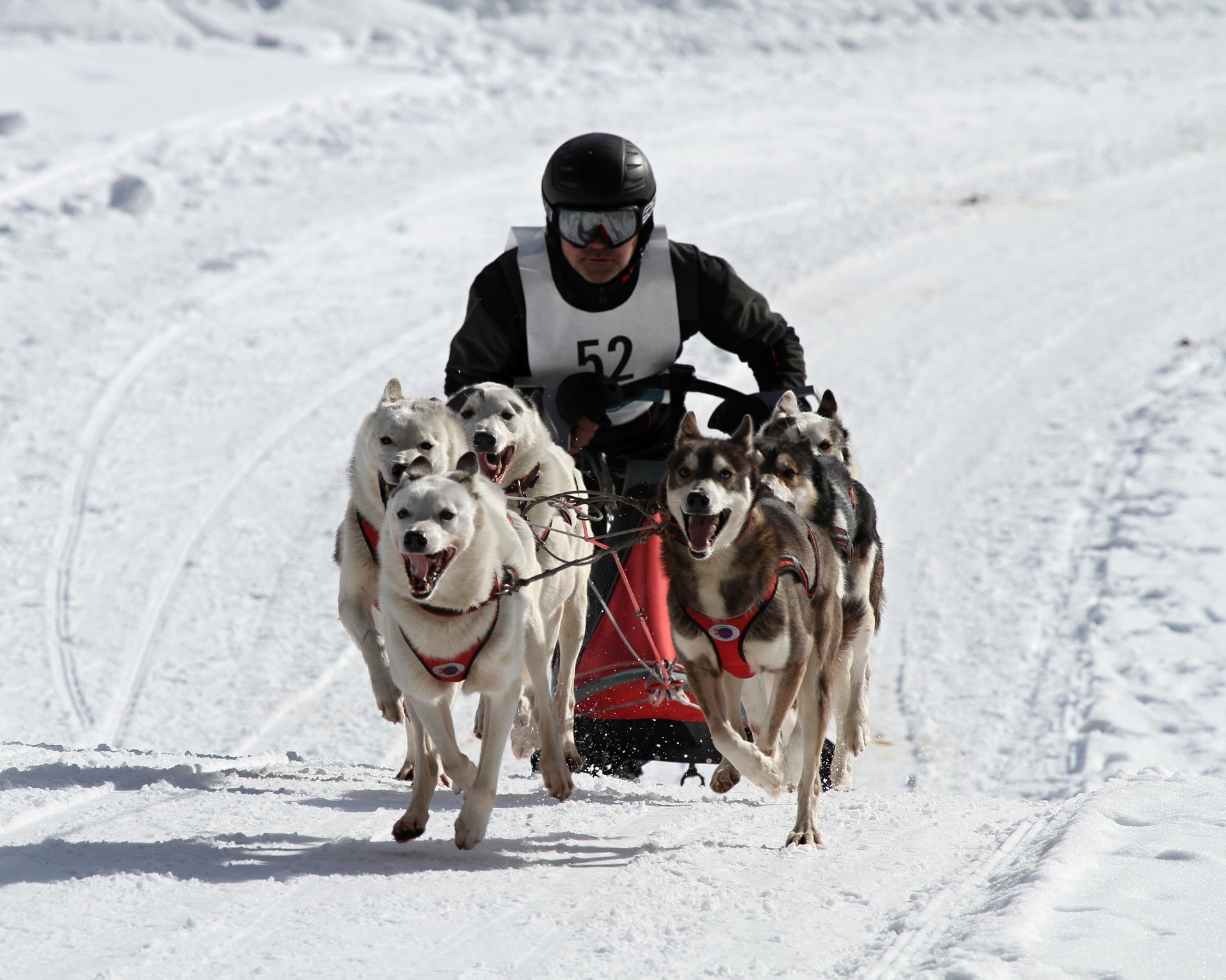 Unconventional Champions: An In-depth Study of Sled Dog Racing