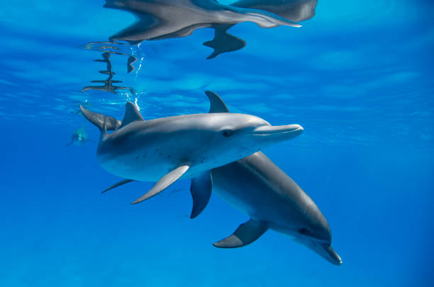 The Captivating World of Marine Mammal Dialects