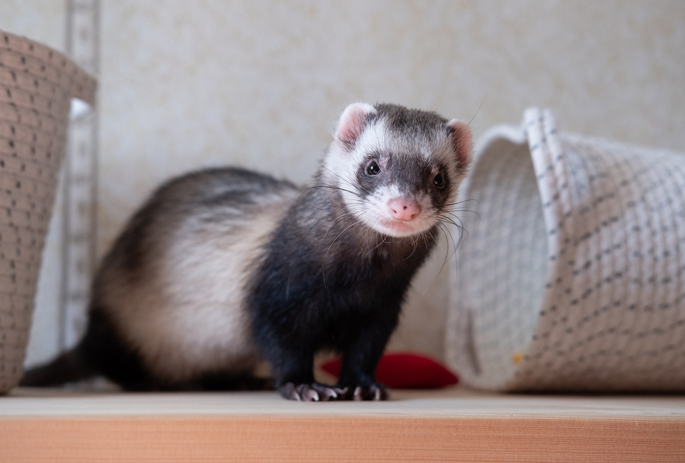 Ferret Enrichment: Unveiling the Joy of Interactive Pet Care
