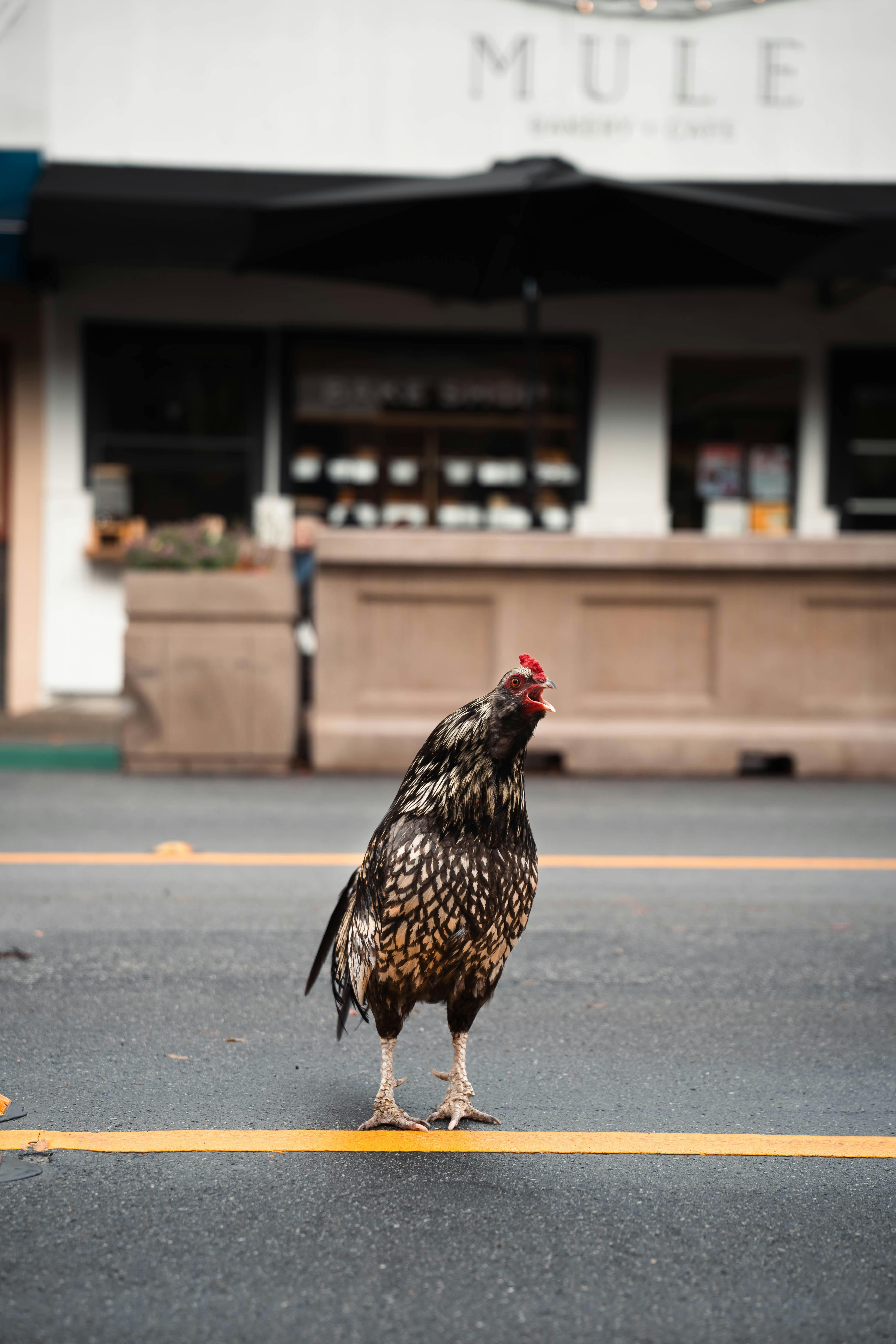 The Growing Popularity of Urban Chicken Keeping: An Old Tradition Reimagined
