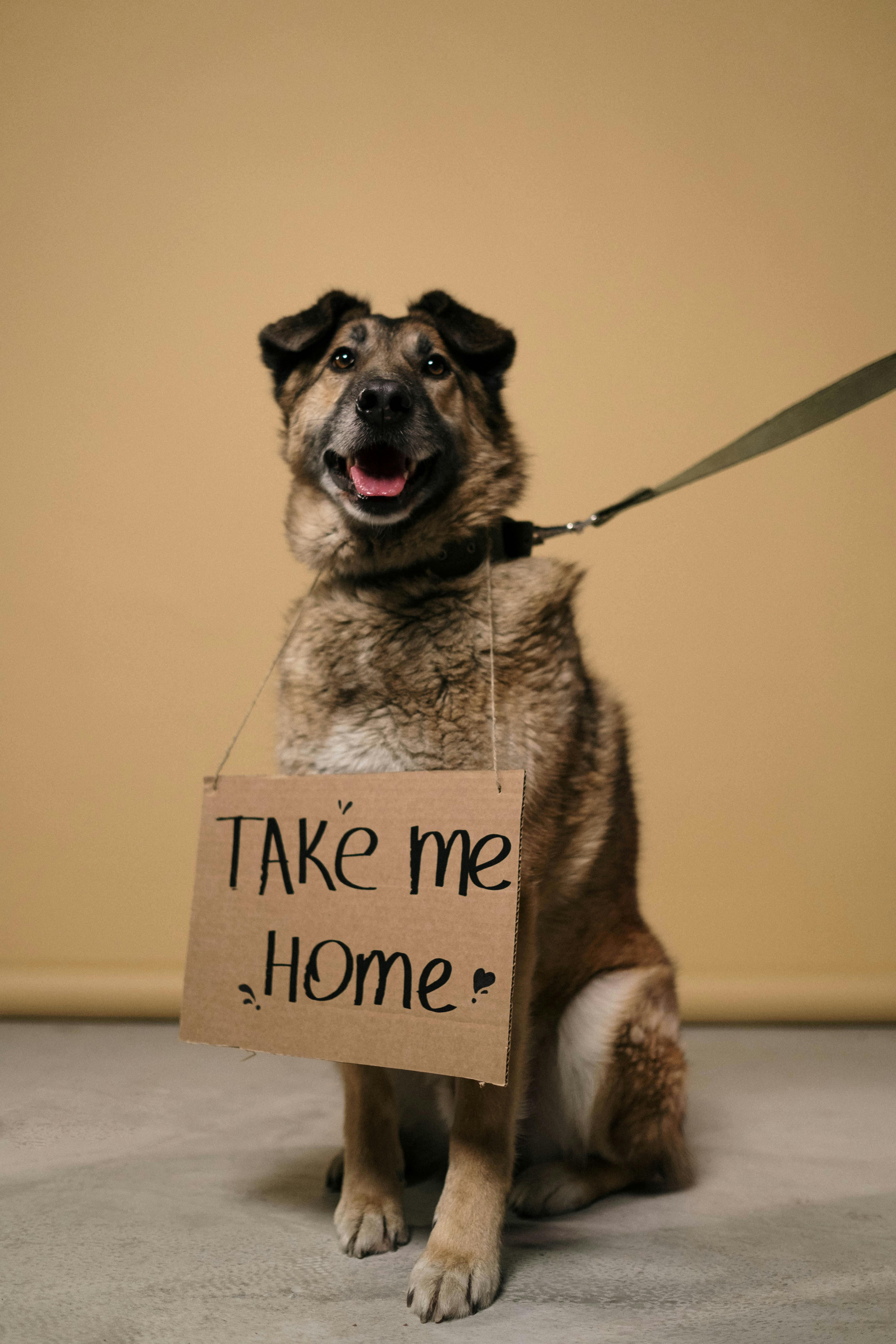 The Societal Implications of Pet Adoption Trends