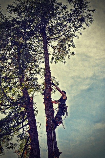 Tree Removal Costs and Technology: A Complete Guide to Safe and Affordable Solutions