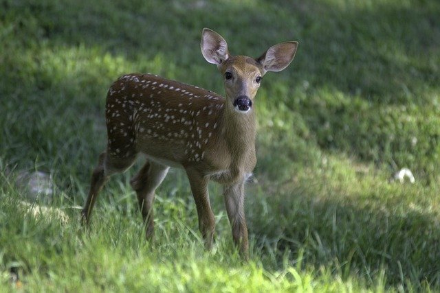 Wunderwelt der Wühlmäuse: Faszinierende Einblicke in das Leben dieser verkannten Nager