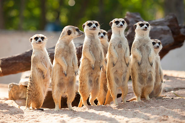 "Understanding the Complex Social Structure of Meerkats"