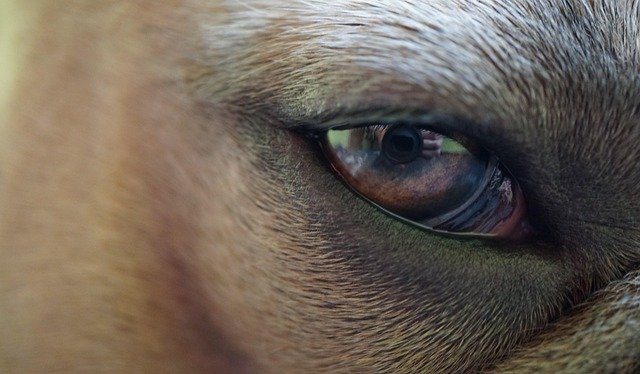 宠物营养：均衡饮食的重要性