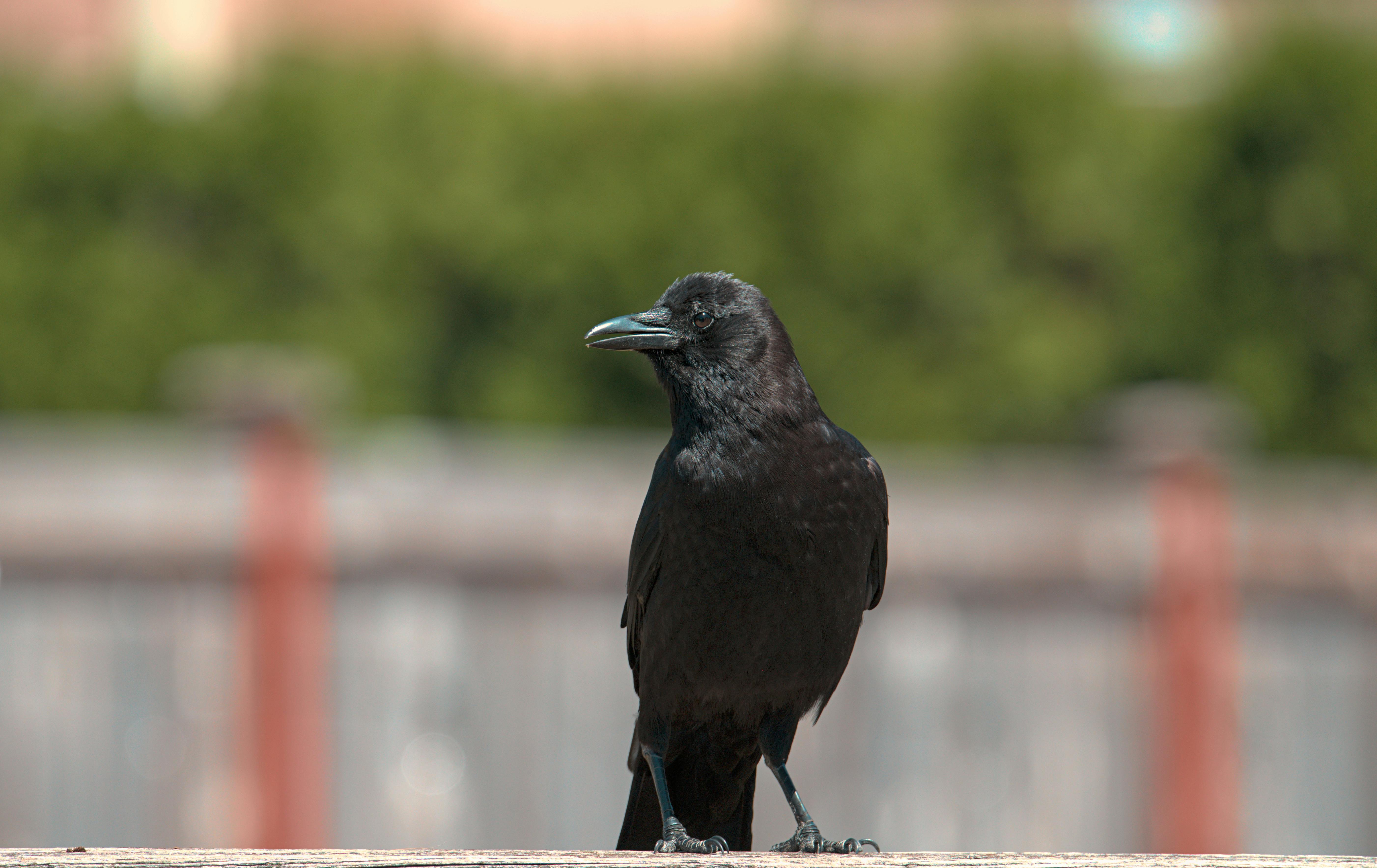 Assessing the Intelligence of Corvid Species
