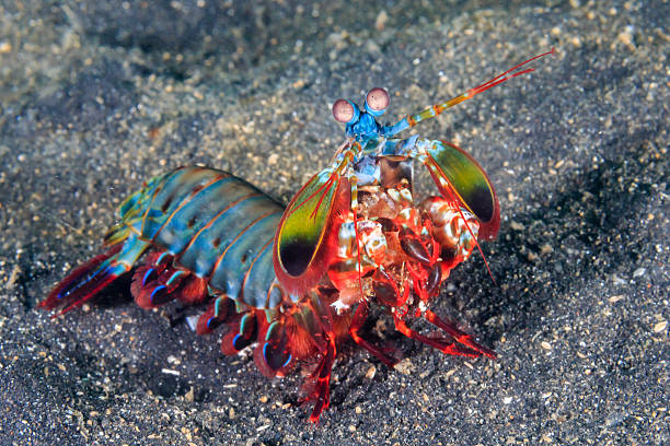 A Deep Dive into the Fascinating World of Mantis Shrimp