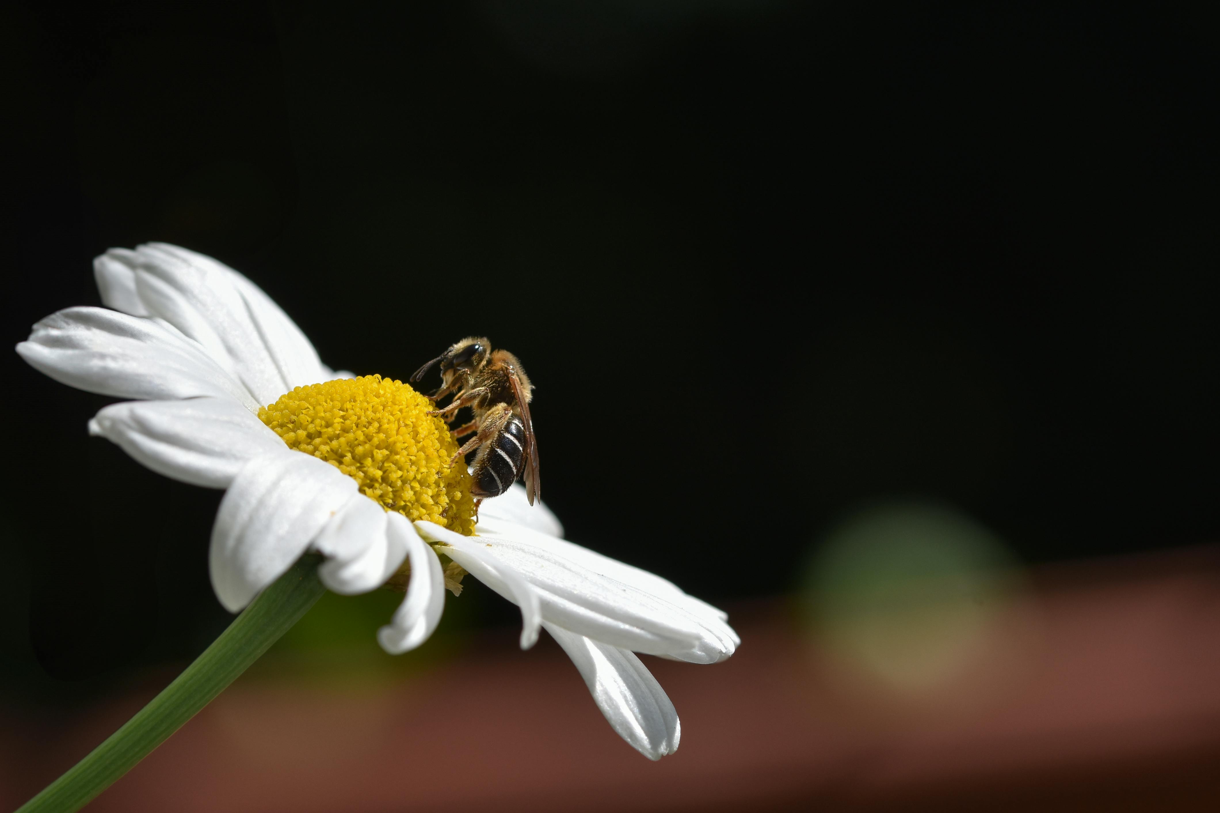 Unmasking the Health Potential of Bee Pollen: An Underappreciated Superfood