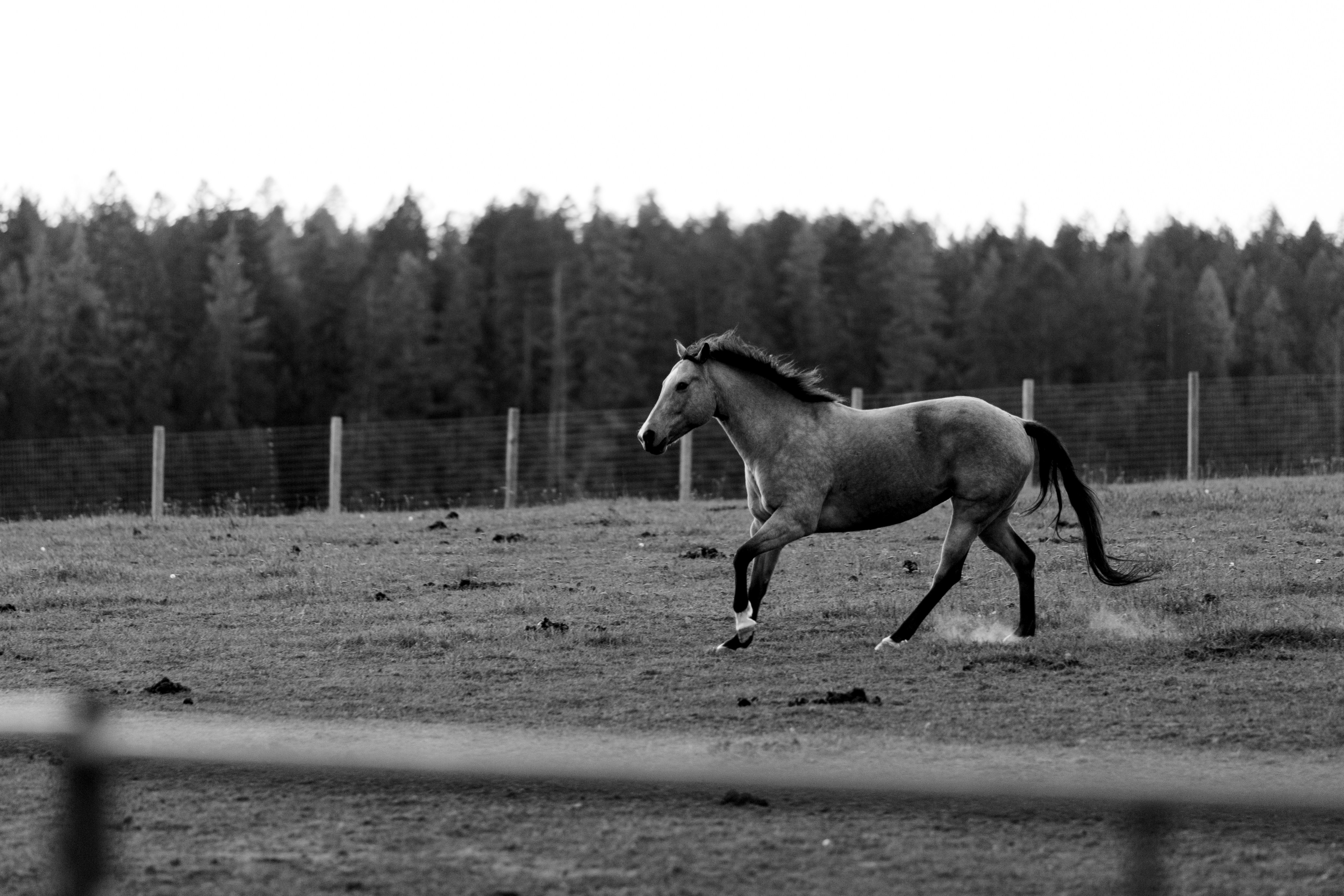 Therapeutic Horsemanship: How Equine Therapy Impacts Human Health