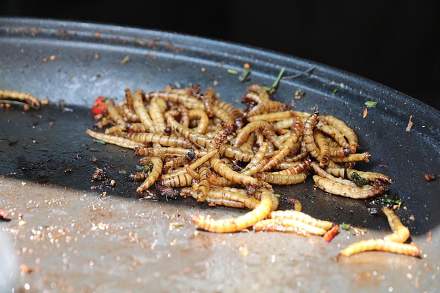 Diving into The Nutritional Goldmine of Edible Insects