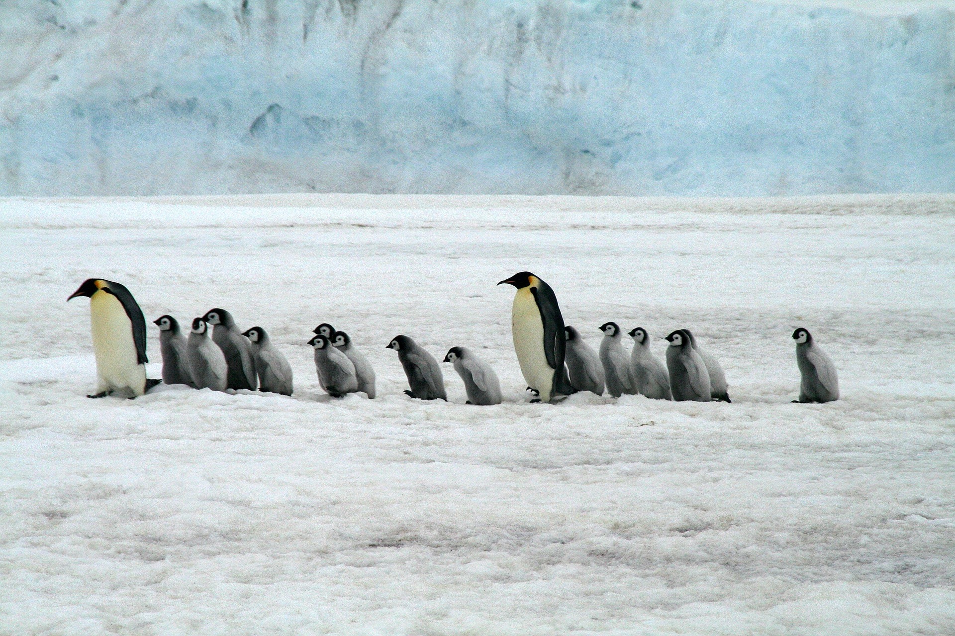 Witness Sunrise with the Penguins: A Striking Affair in Antarctica