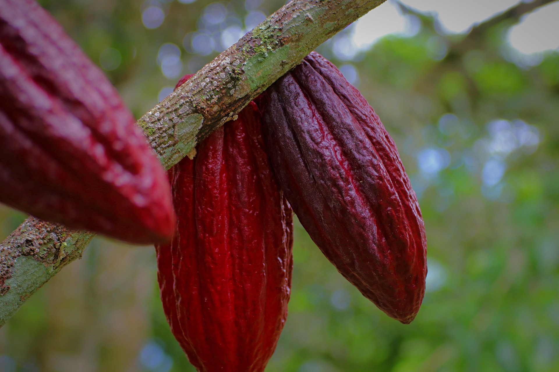 The Surprising Health Benefits of Cacao